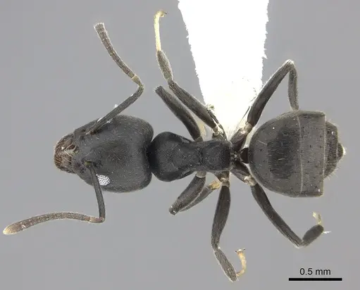 Technomyrmex modiglianii - CASENT0616940