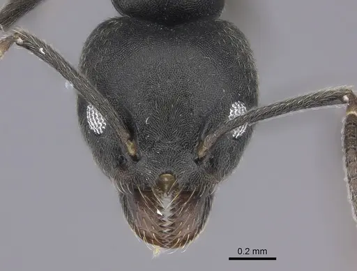 Technomyrmex modiglianii - CASENT0616940