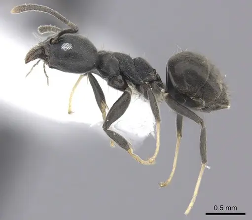 Technomyrmex modiglianii - CASENT0616940