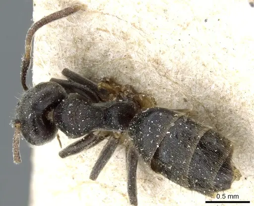 Technomyrmex modiglianii - CASENT0905065