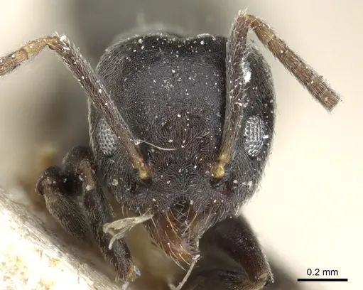 Technomyrmex modiglianii - CASENT0905065