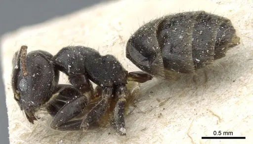 Technomyrmex modiglianii - CASENT0905065