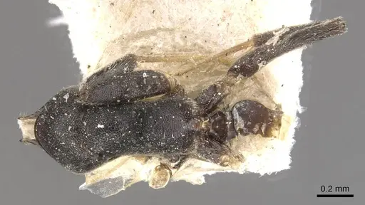 Technomyrmex modiglianii - CASENT0909805