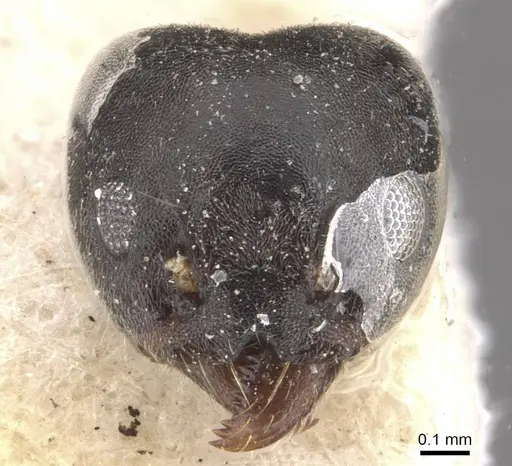 Technomyrmex modiglianii - CASENT0909805