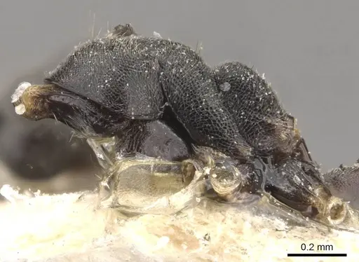 Technomyrmex modiglianii - CASENT0909805