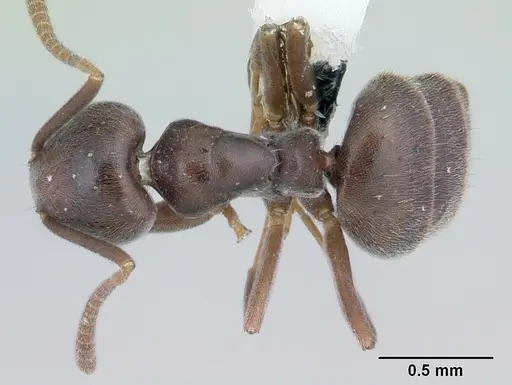 Technomyrmex moerens specimen