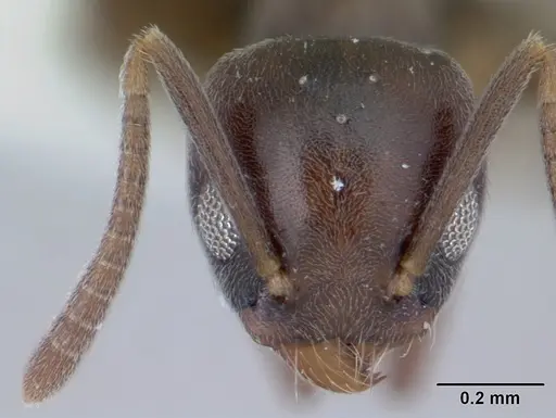 Technomyrmex moerens specimen