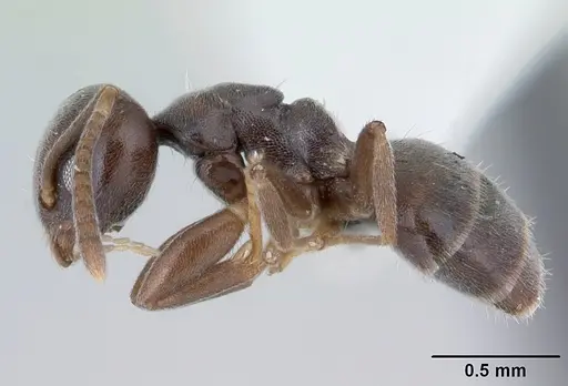 Technomyrmex moerens specimen