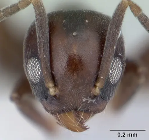 Technomyrmex moerens - CASENT0178278