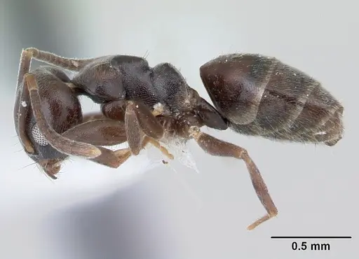 Technomyrmex moerens - CASENT0178278