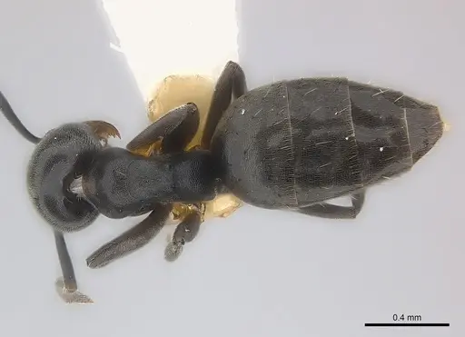 Technomyrmex moerens - CASENT0217127