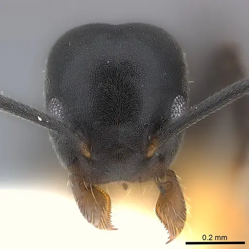 Technomyrmex moerens - CASENT0217127