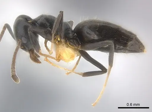 Technomyrmex moerens - CASENT0217127