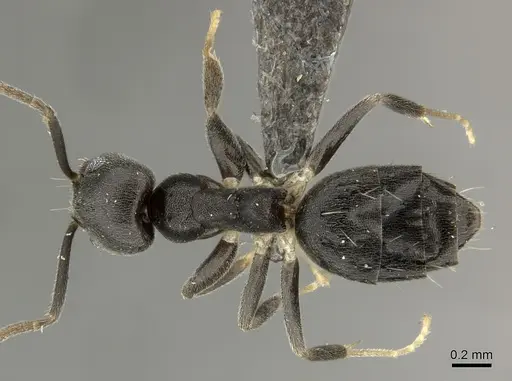 Technomyrmex moerens - CASENT0235732