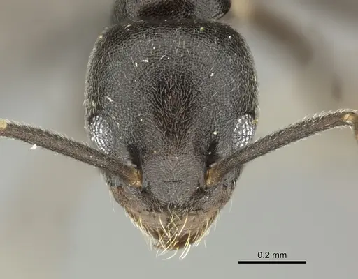 Technomyrmex moerens - CASENT0235732