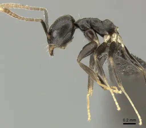 Technomyrmex moerens - CASENT0235732