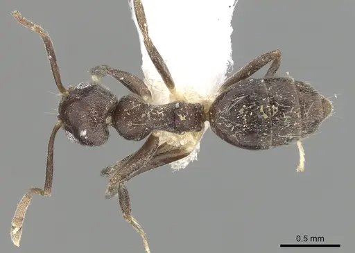 Technomyrmex moerens - CASENT0249796