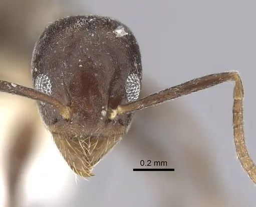 Technomyrmex moerens - CASENT0249796