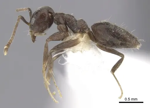 Technomyrmex moerens - CASENT0249796