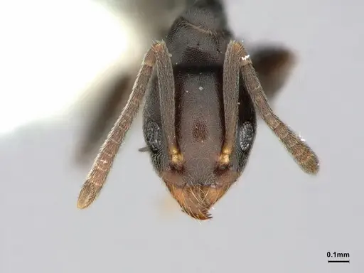 Technomyrmex moerens - CASENT0886033