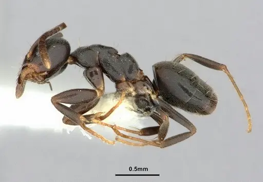 Technomyrmex moerens - CASENT0886033