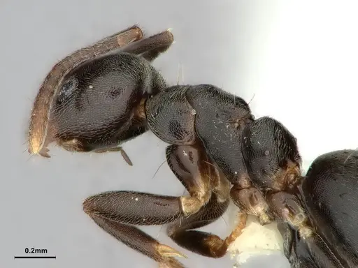 Technomyrmex moerens - CASENT0886033