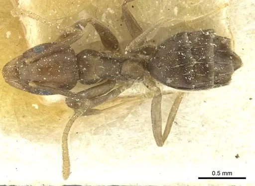 Technomyrmex moerens - CASENT0911589