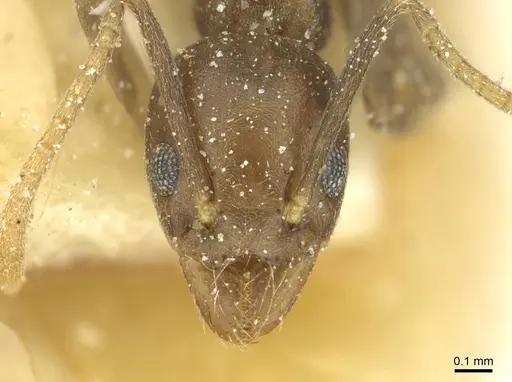 Technomyrmex moerens - CASENT0911589