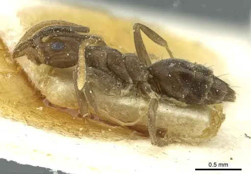 Technomyrmex moerens - CASENT0911589