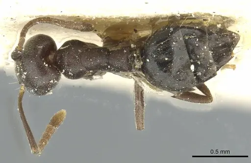 Technomyrmex moerens - CASENT0911590