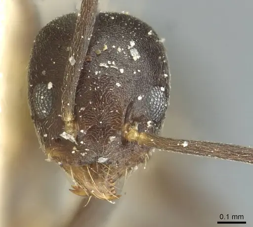 Technomyrmex moerens - CASENT0911590