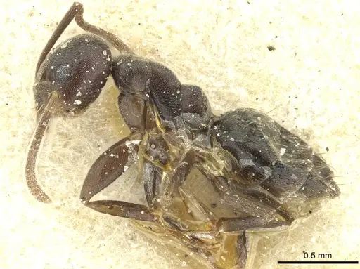 Technomyrmex moerens - CASENT0911590