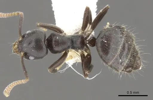 Technomyrmex myops specimen