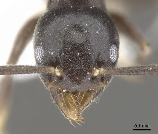 Technomyrmex myops specimen