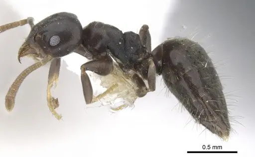 Technomyrmex myops specimen