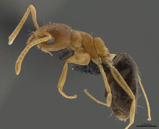 Technomyrmex nigriventris specimen