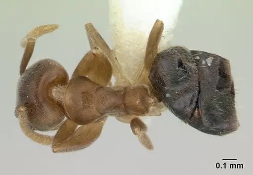 Technomyrmex nigriventris - CASENT0178279