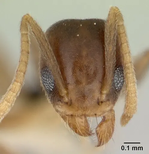 Technomyrmex nigriventris - CASENT0178279