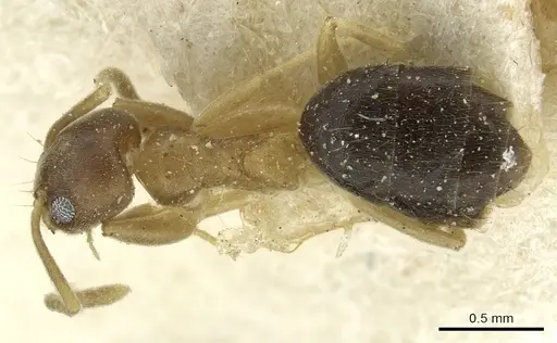 Technomyrmex nigriventris - CASENT0911591