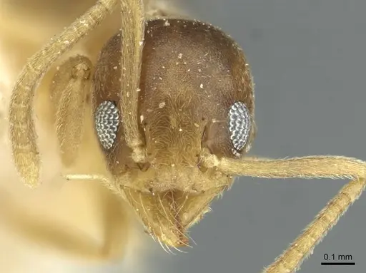 Technomyrmex nigriventris - CASENT0911591