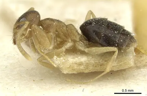 Technomyrmex nigriventris - CASENT0911591