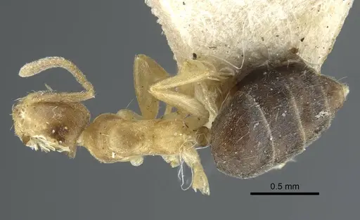 Technomyrmex nigriventris - CASENT0917129