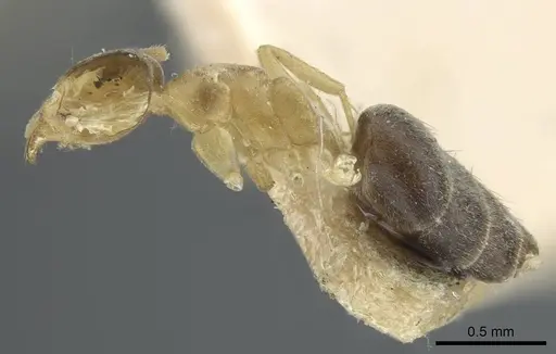 Technomyrmex nigriventris - CASENT0917129