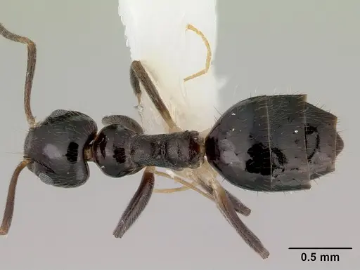 Technomyrmex nitens specimen