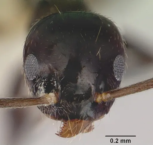 Technomyrmex nitens specimen