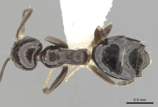 Technomyrmex nitens - CASENT0249797