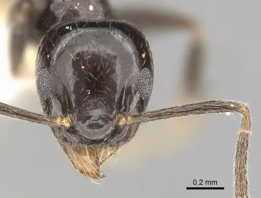 Technomyrmex nitens - CASENT0249797