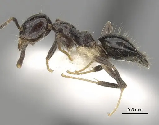 Technomyrmex nitens - CASENT0249797