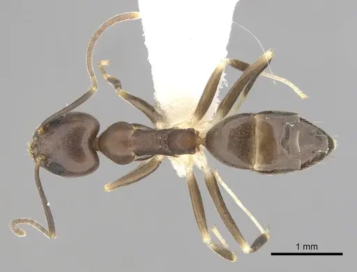 Technomyrmex obscurior specimen