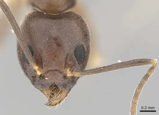 Technomyrmex obscurior specimen